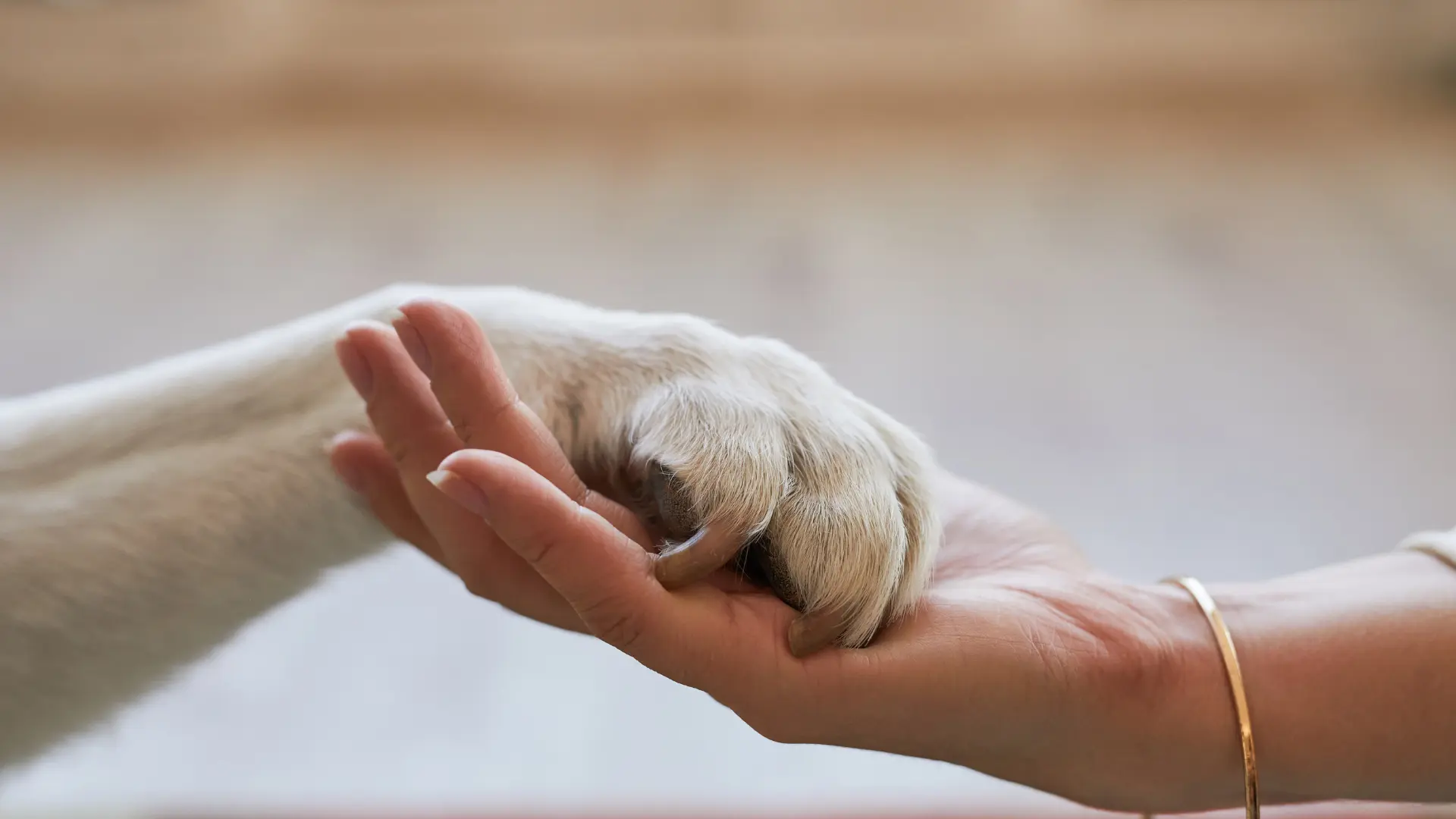 Common Skin Issues in Pets, How the Right Products Can Help