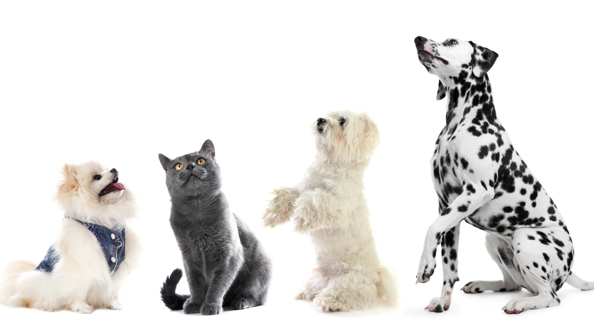 What if Pets could review their own Grooming products? 
